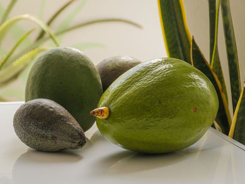 Avocado